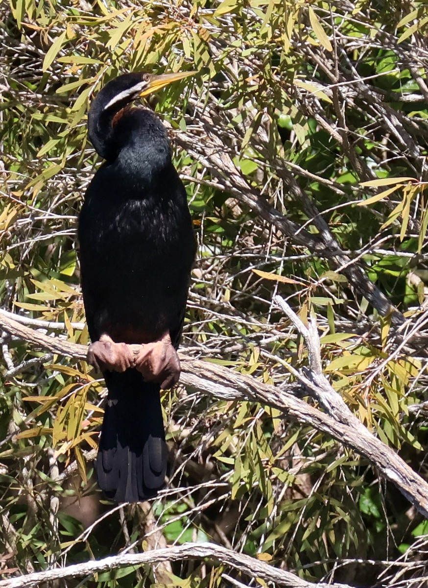 Anhinga d'Australie - ML620597211