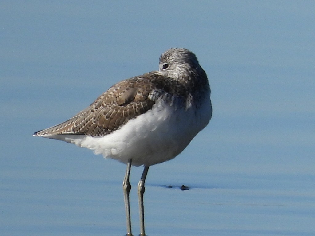 Common Greenshank - ML620597212