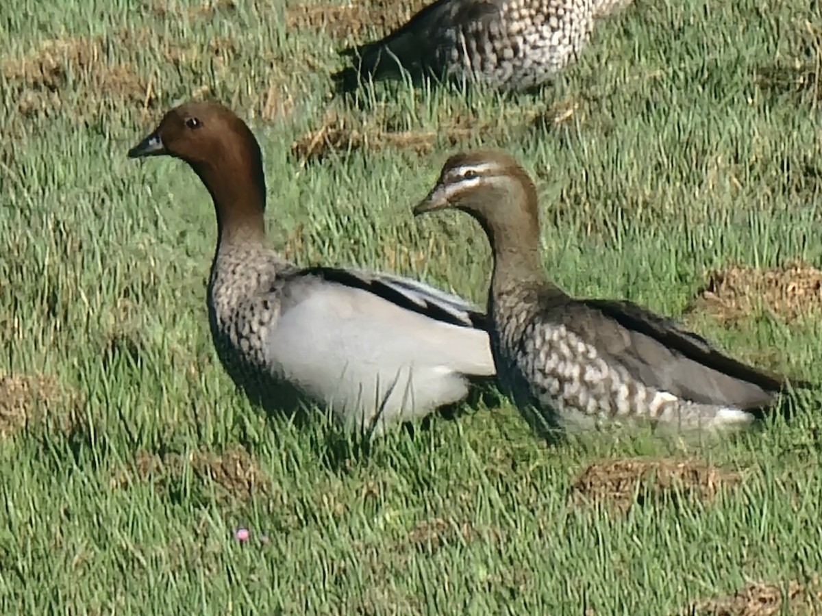 Canard à crinière - ML620597214