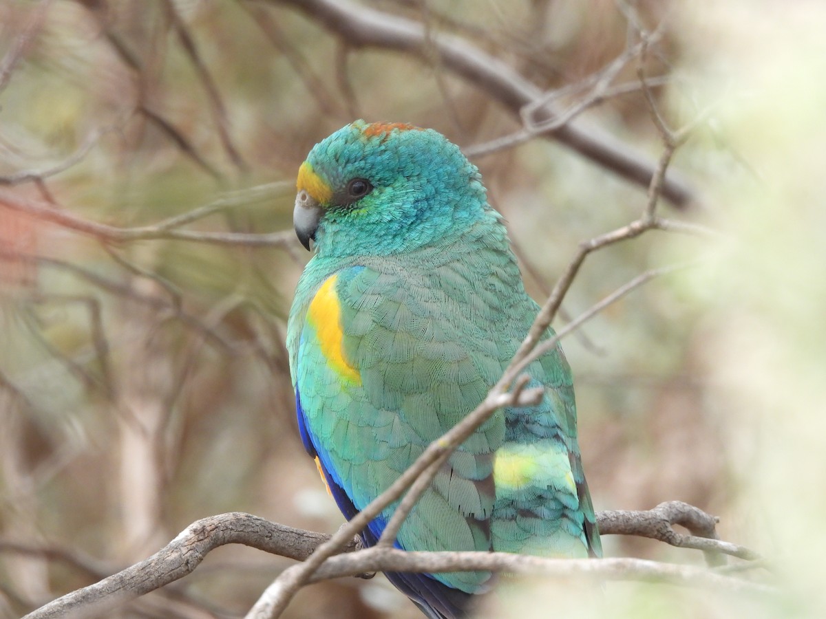 Mulga Parrot - ML620597215