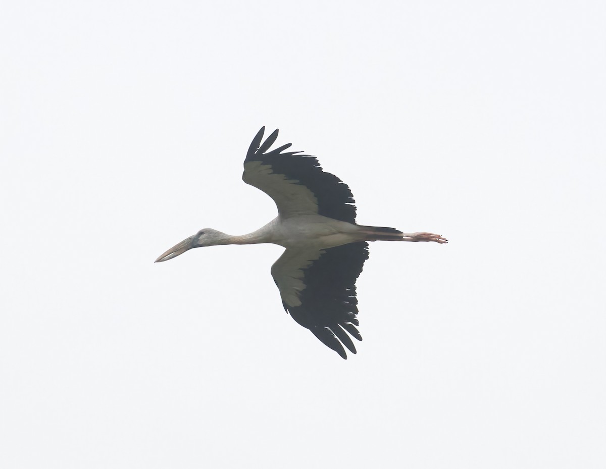 Asian Openbill - ML620597216