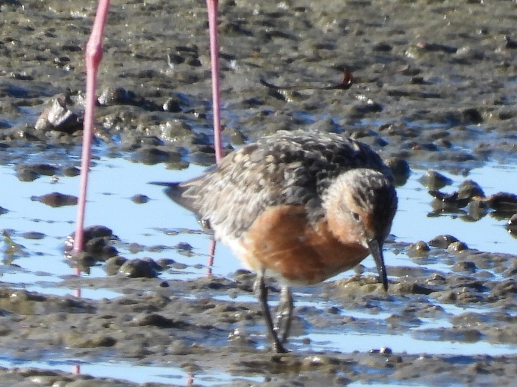 Red Knot - ML620597217