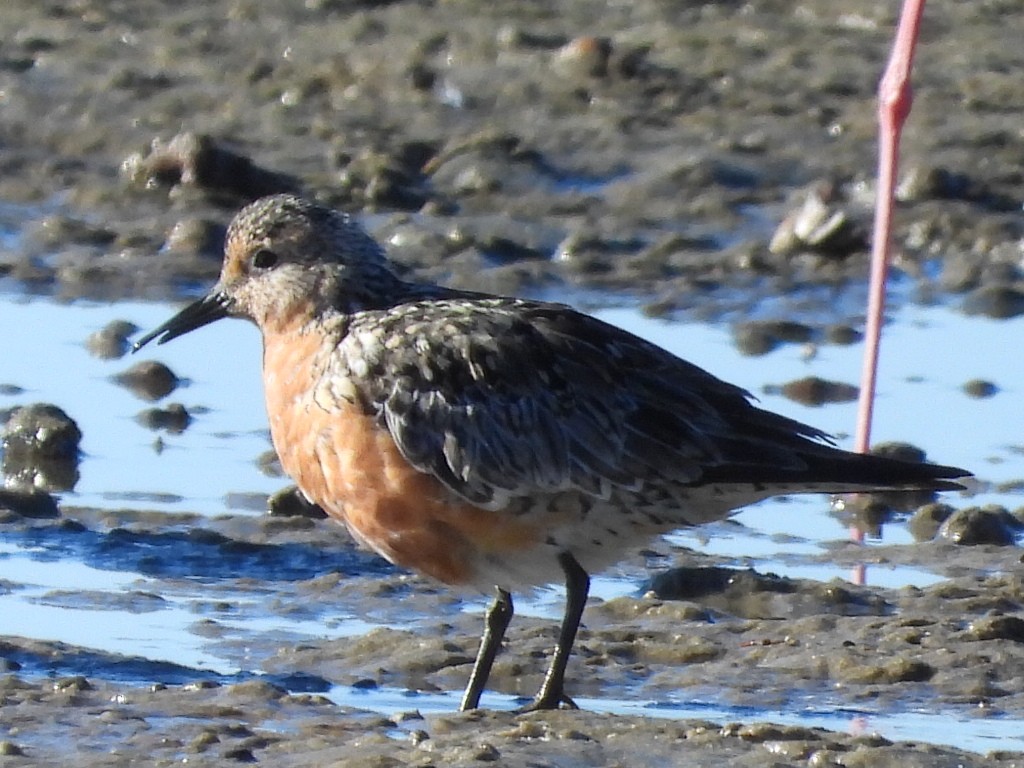 Red Knot - ML620597218