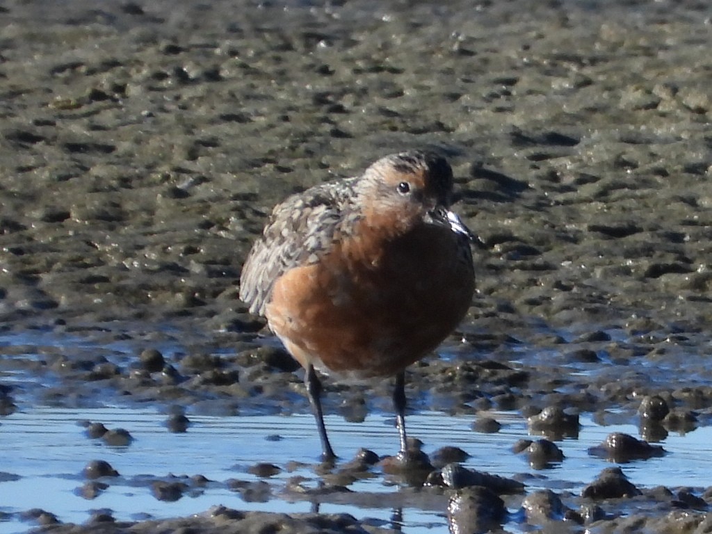 Red Knot - ML620597219