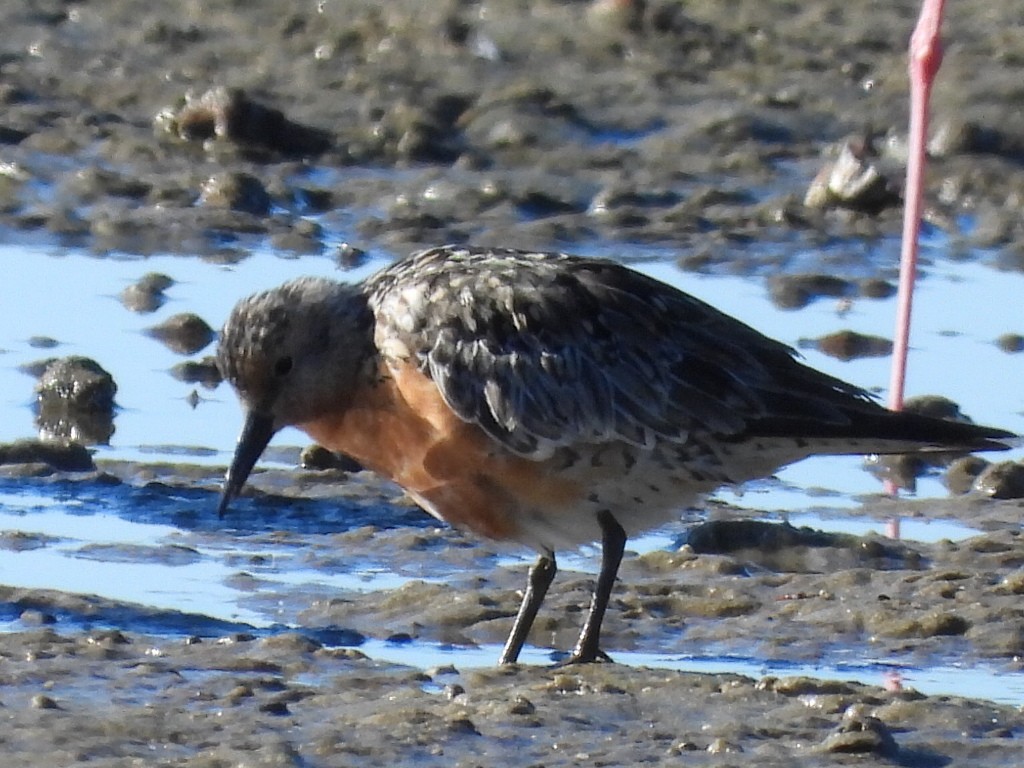 Red Knot - ML620597220