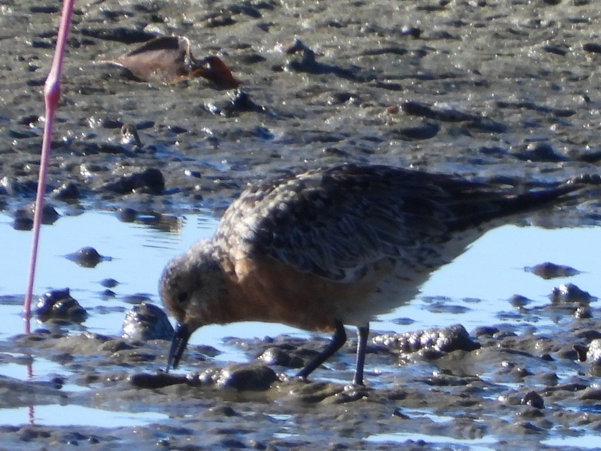 Red Knot - ML620597222