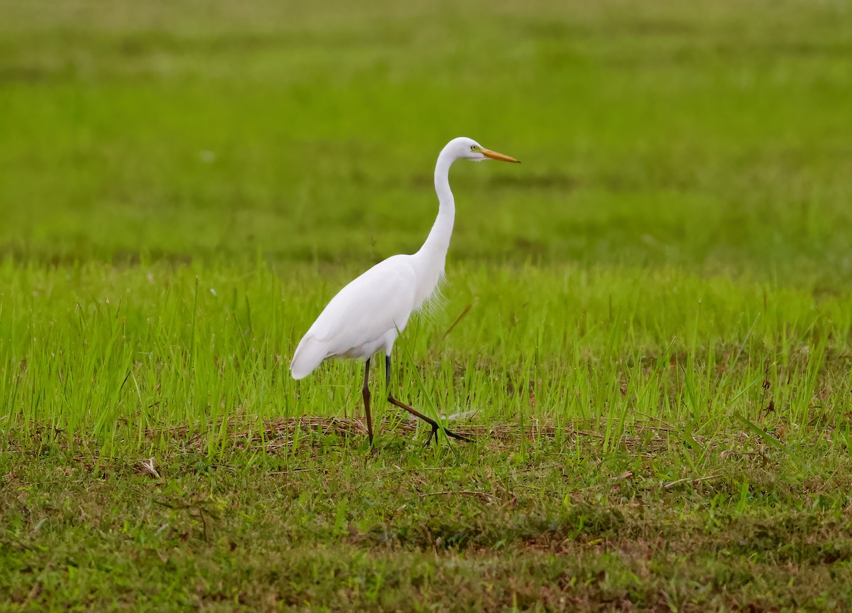 Medium Egret - ML620597223