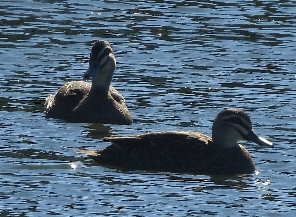 Pacific Black Duck - Suzanne Foley