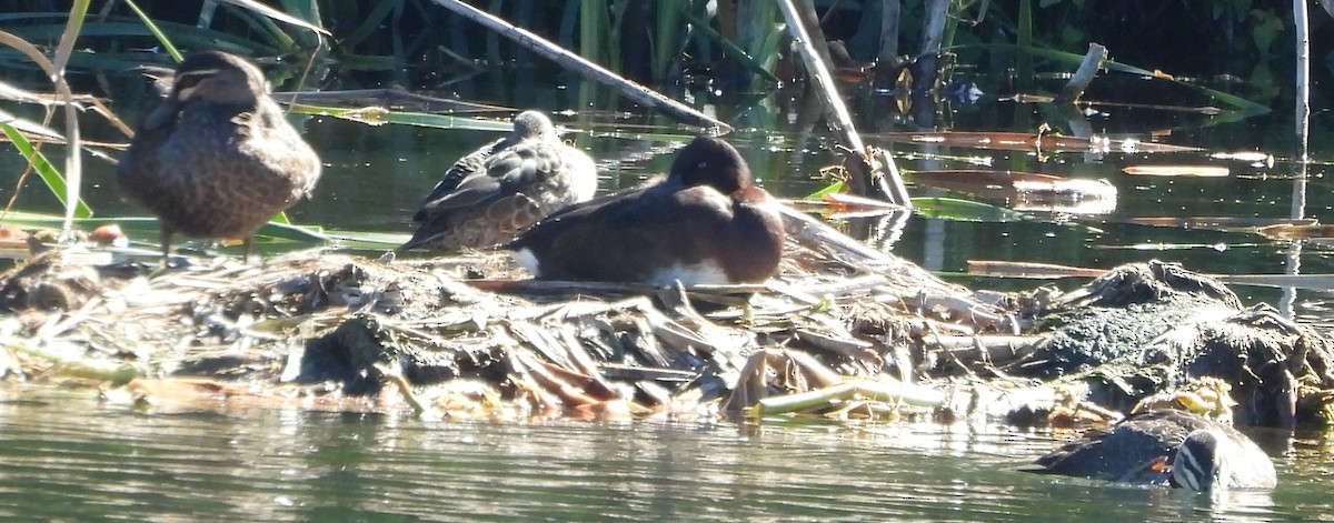 Pacific Black Duck - Suzanne Foley