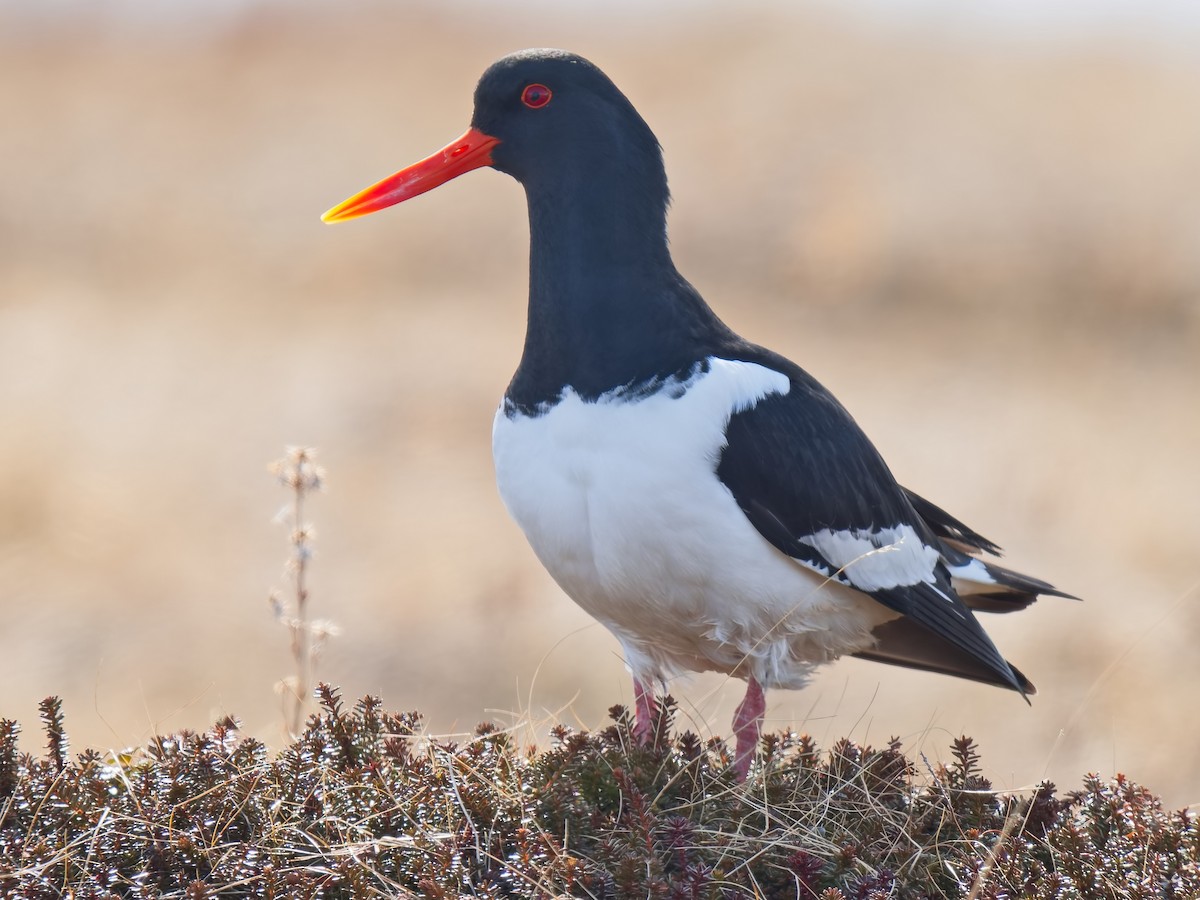 Eurasian Oystercatcher - ML620597228