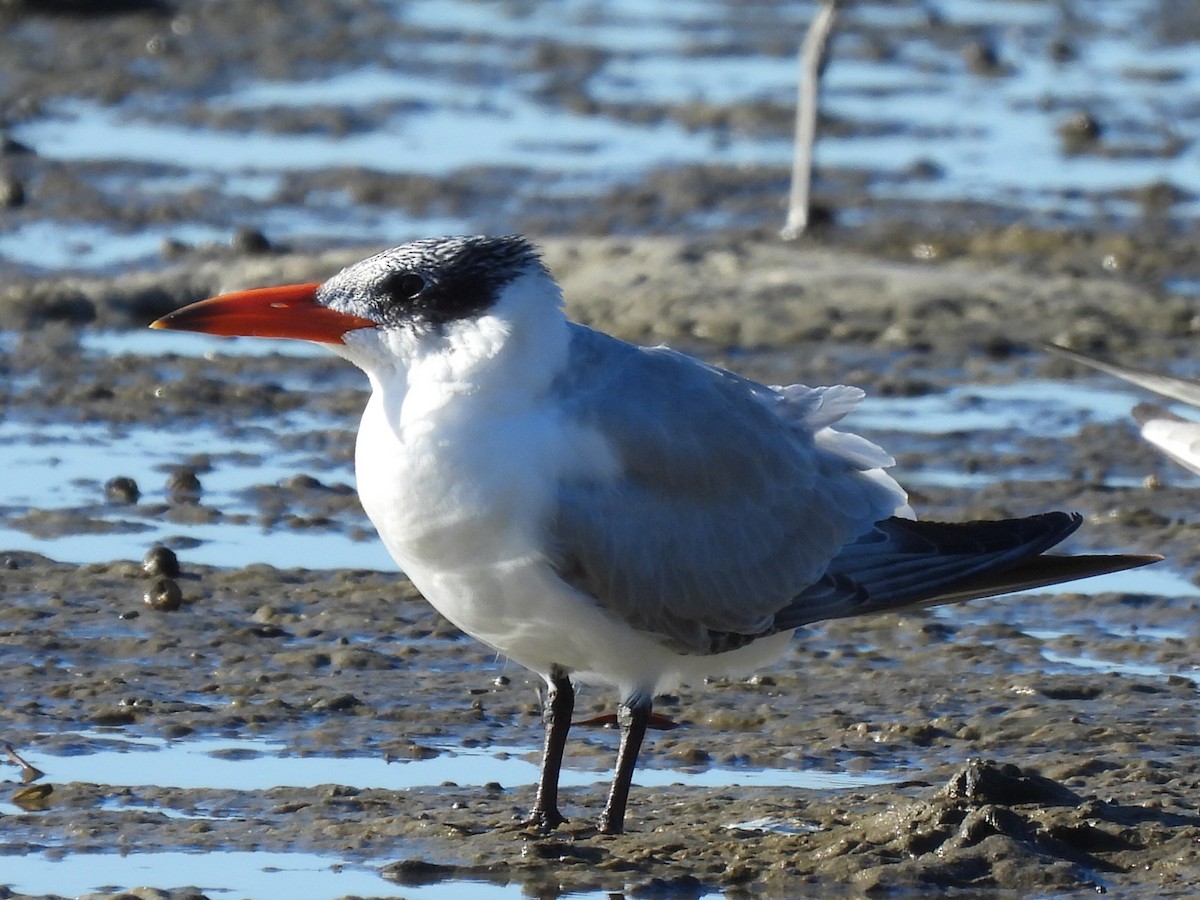 Caspian Tern - ML620597231