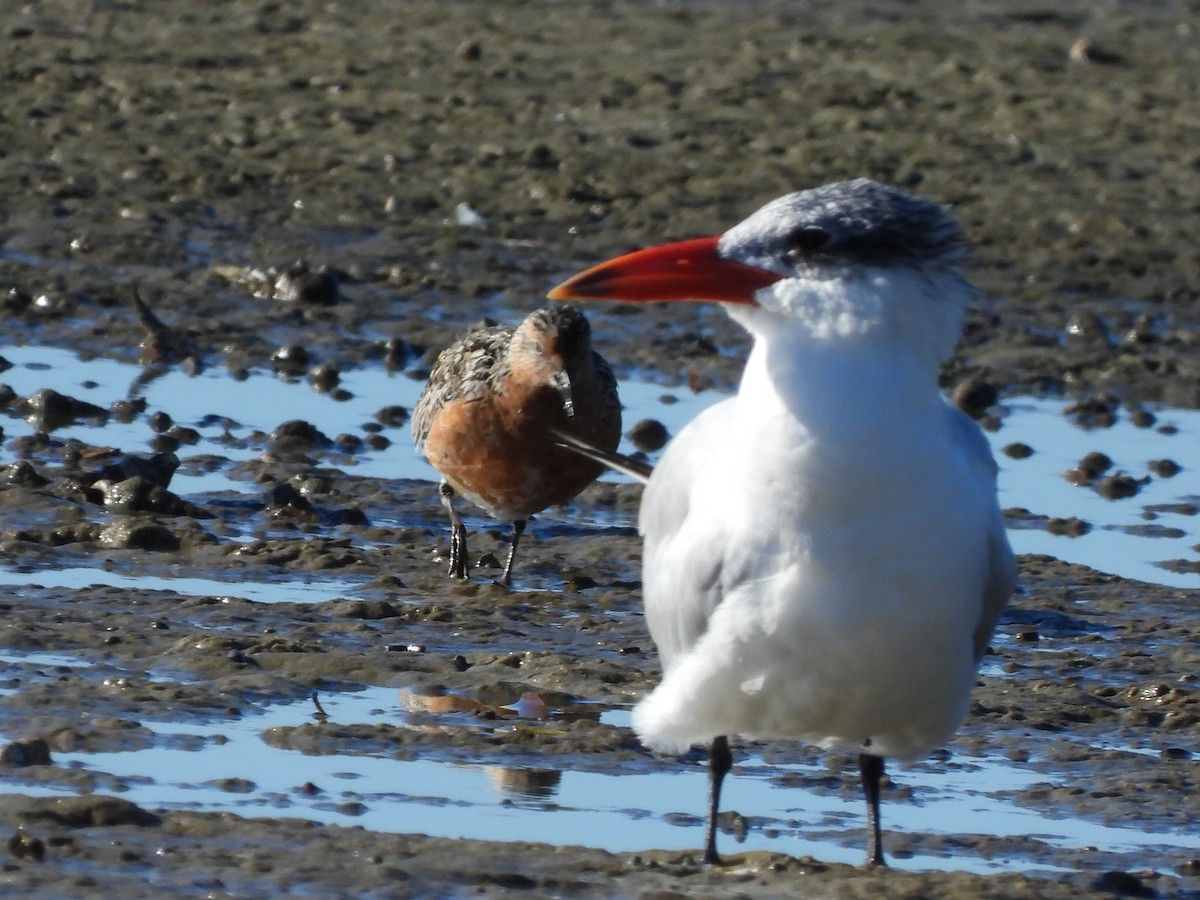 Caspian Tern - ML620597232