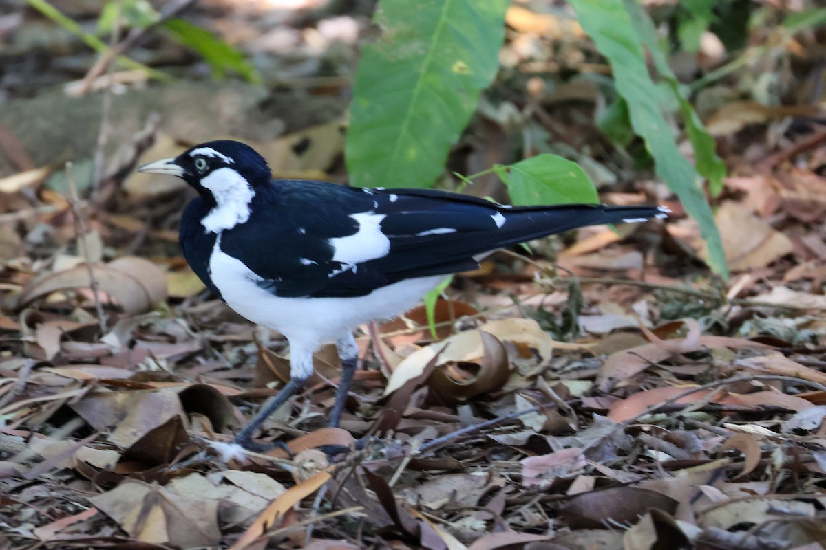 Magpie-lark - Sonia Boughton