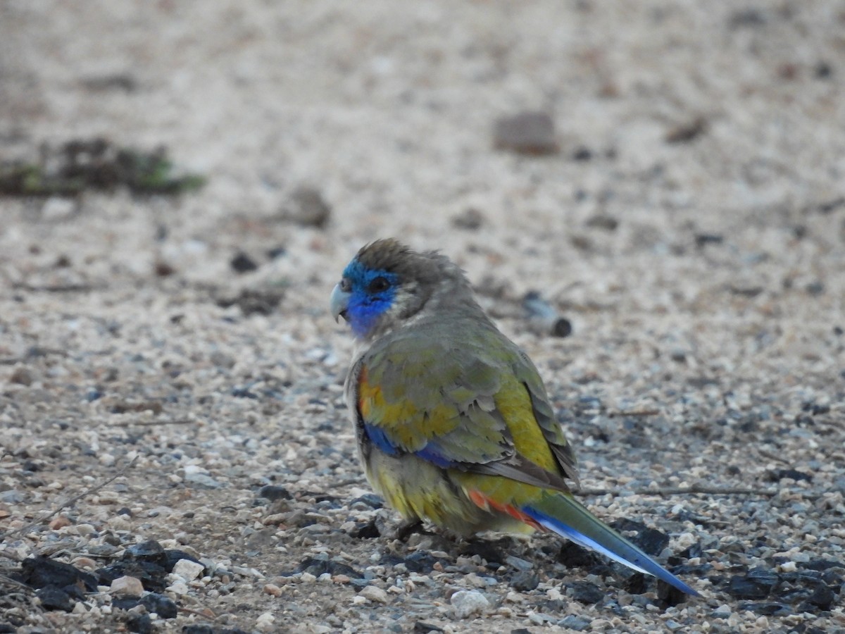 ナレサハナガサインコ - ML620597238