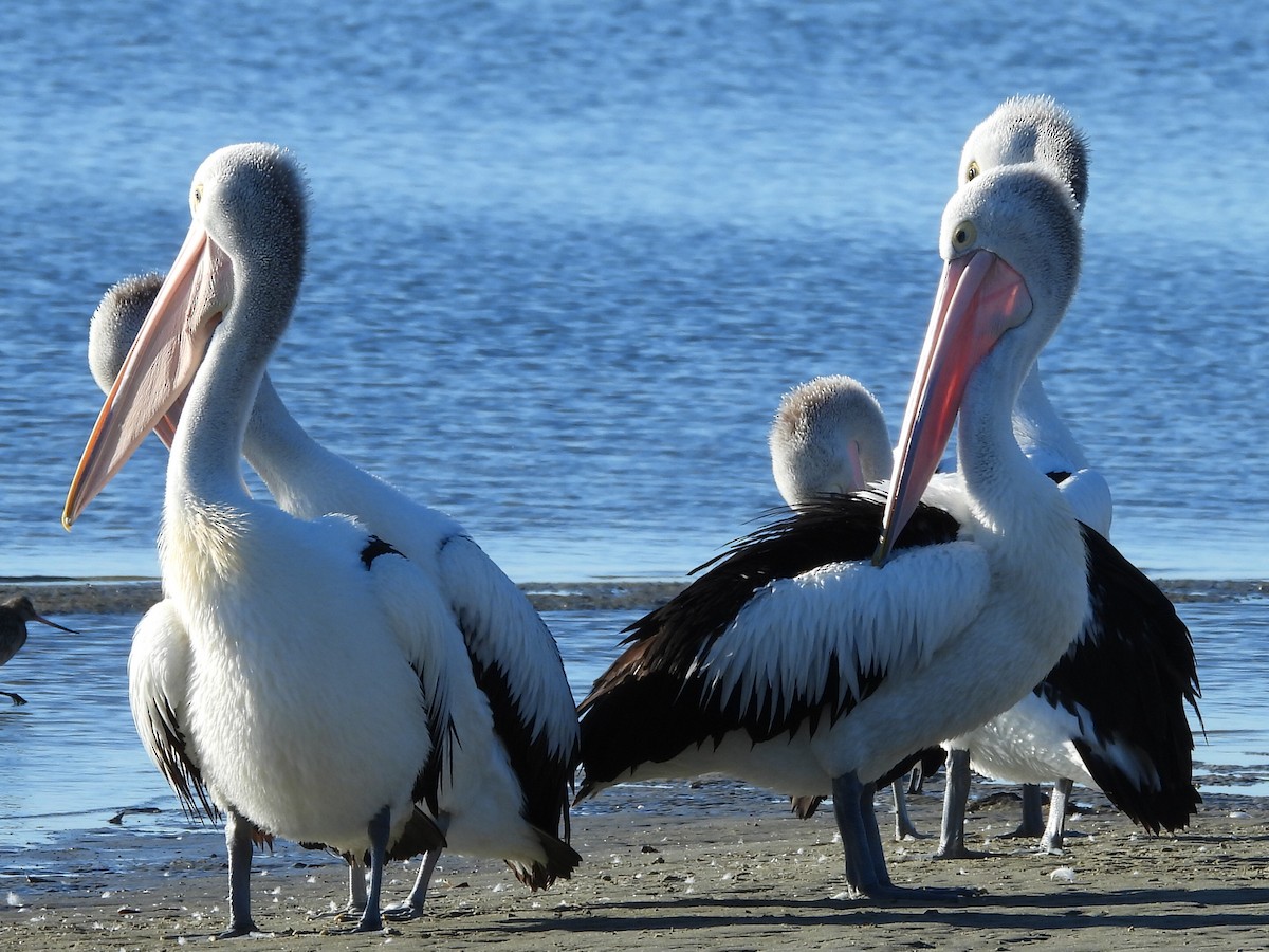 pelikán australský - ML620597239