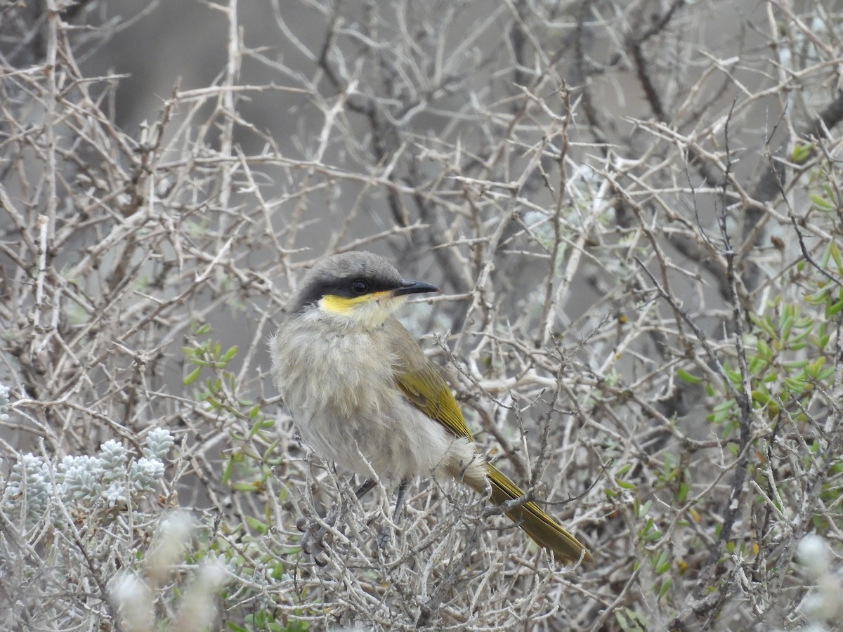 Singing Honeyeater - Chanith Wijeratne