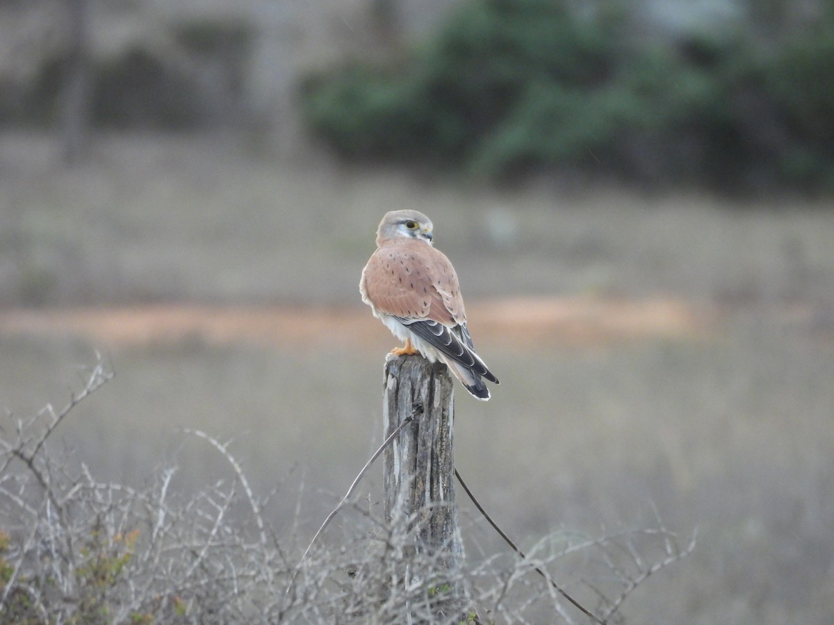 Nankeen Kestrel - ML620597245