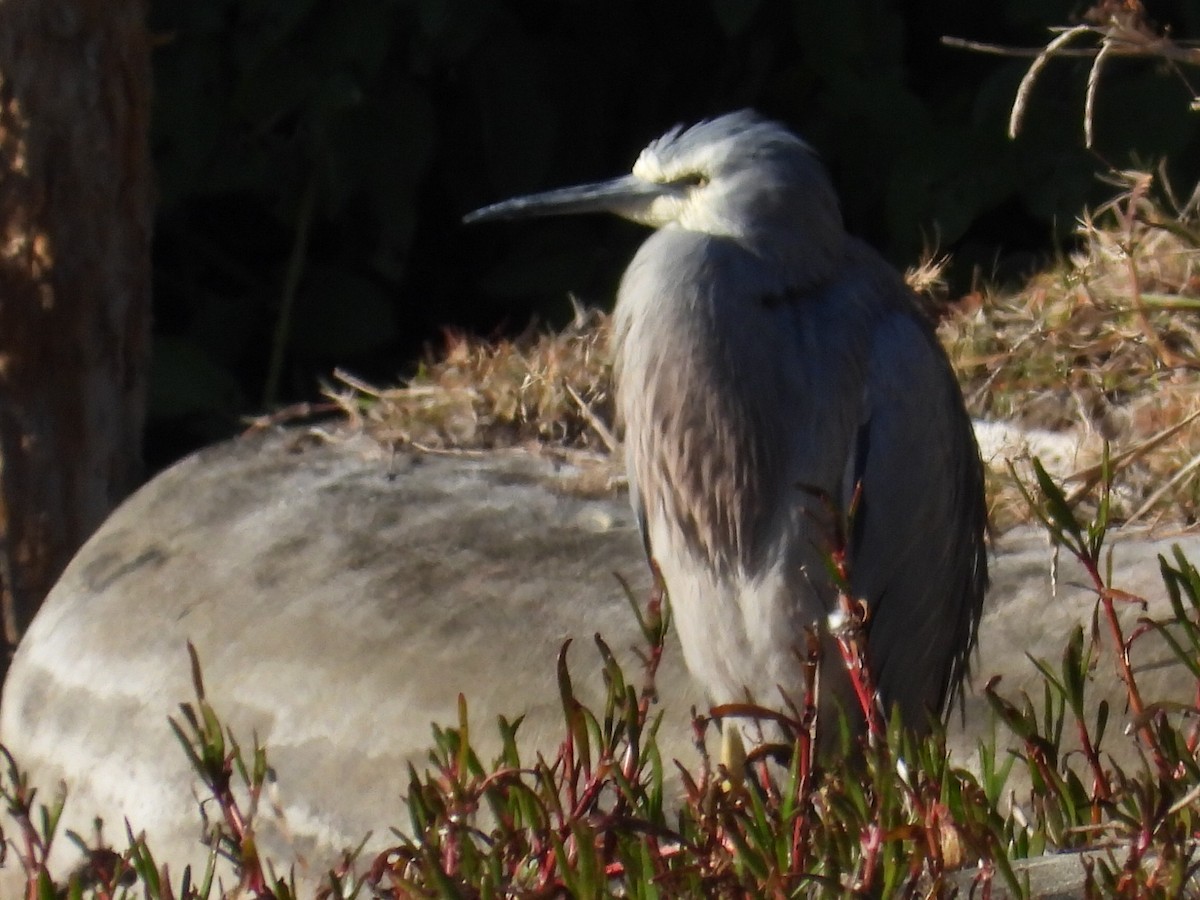 White-faced Heron - ML620597246