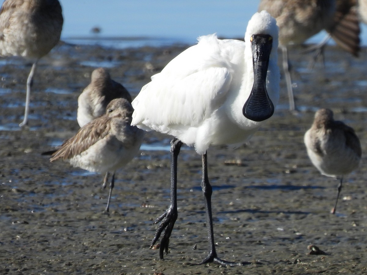 Royal Spoonbill - ML620597252