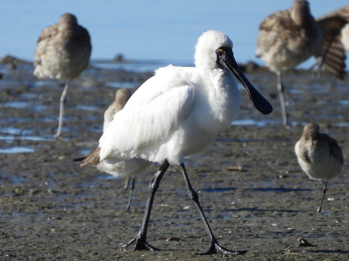 Royal Spoonbill - ML620597253