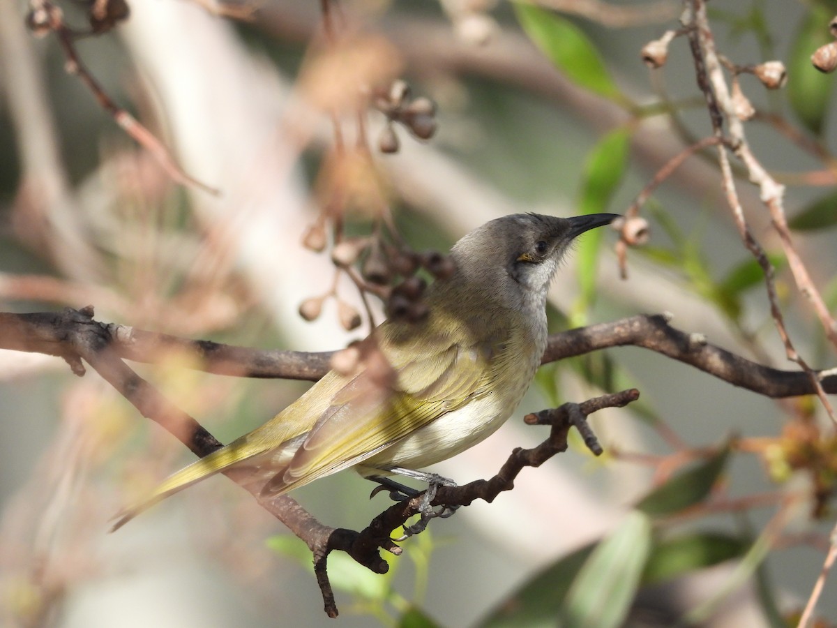 Brown Honeyeater - ML620597254