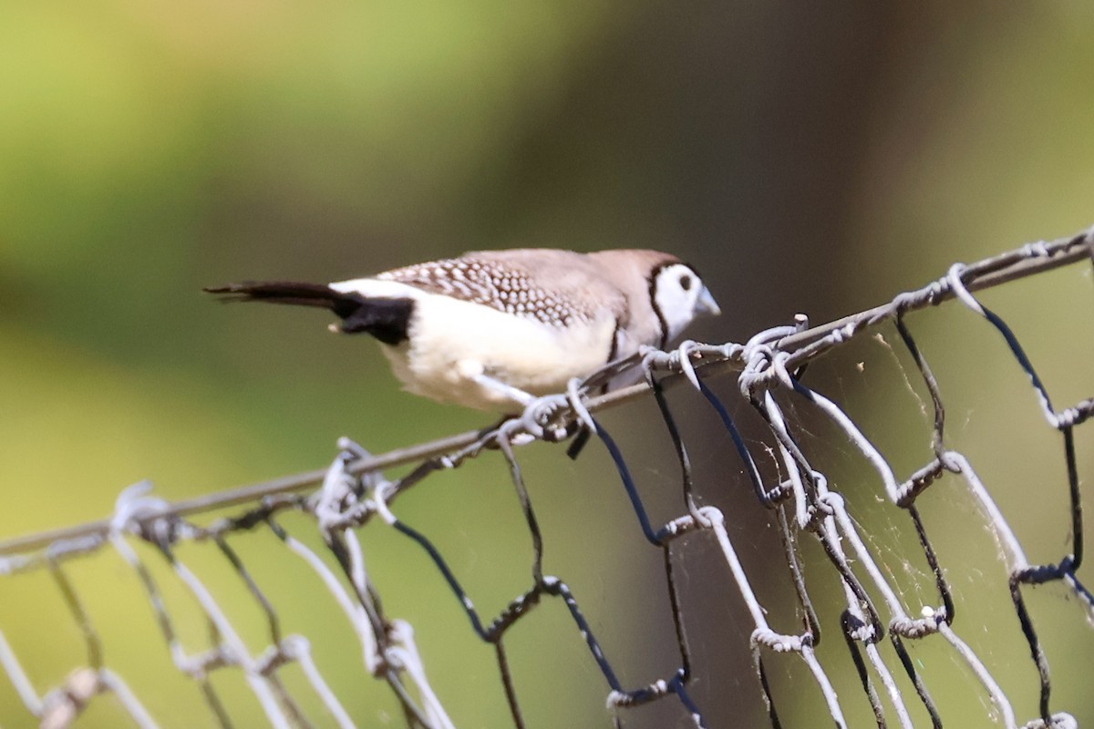 Double-barred Finch - ML620597257