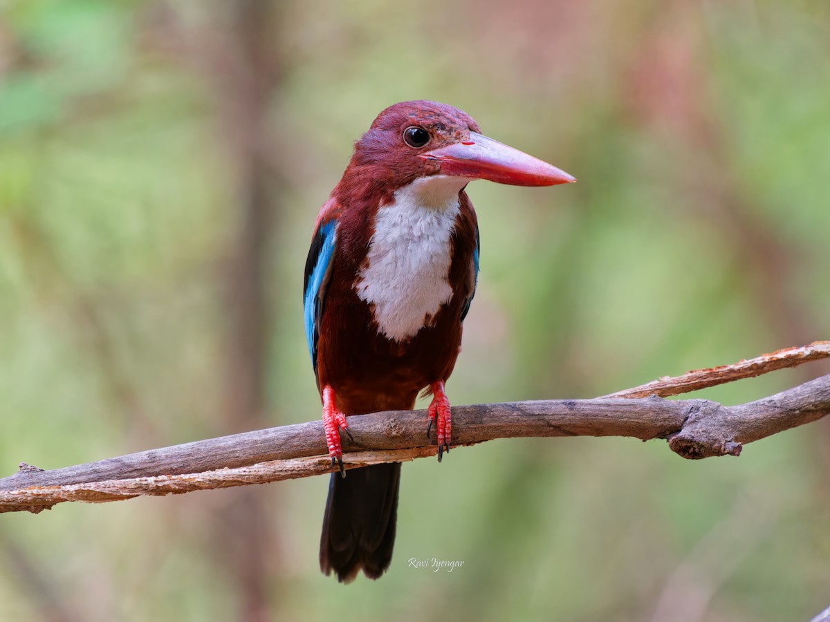 White-throated Kingfisher - ML620597259