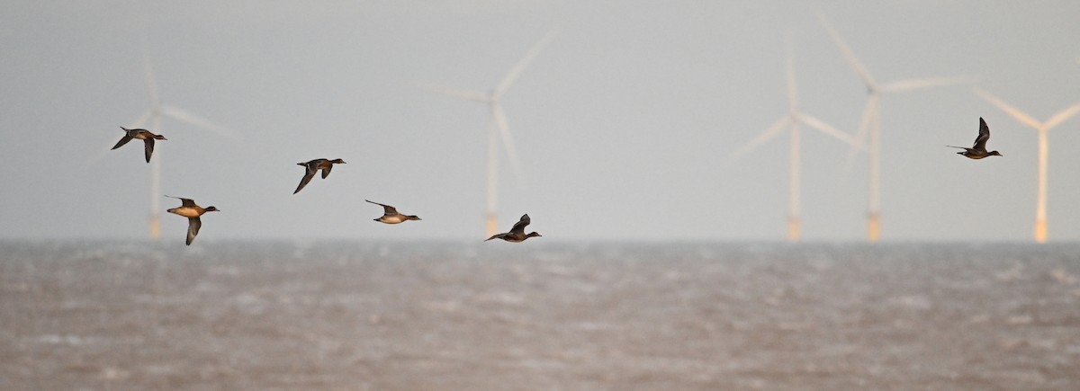 Eurasian Wigeon - ML620597262