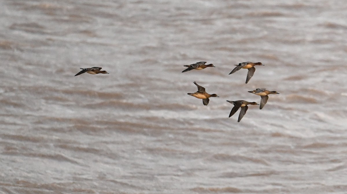 Eurasian Wigeon - ML620597263