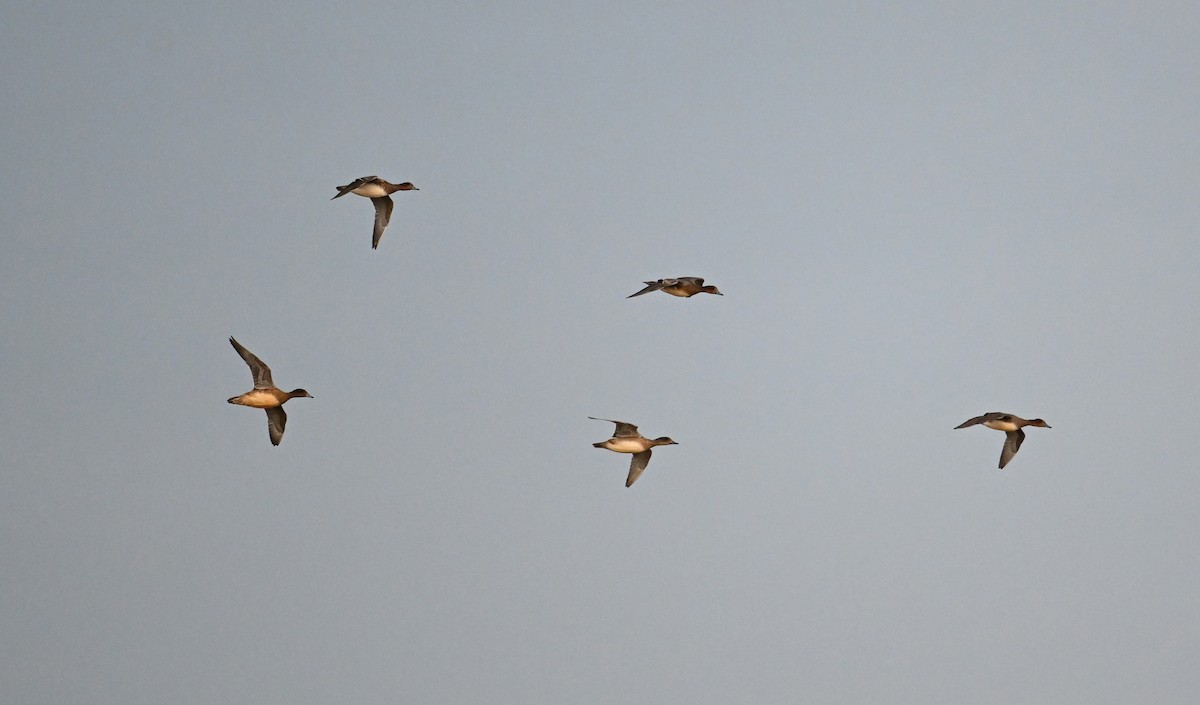 Eurasian Wigeon - ML620597265