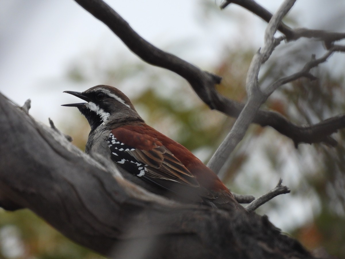 Copperback Quail-thrush - ML620597272