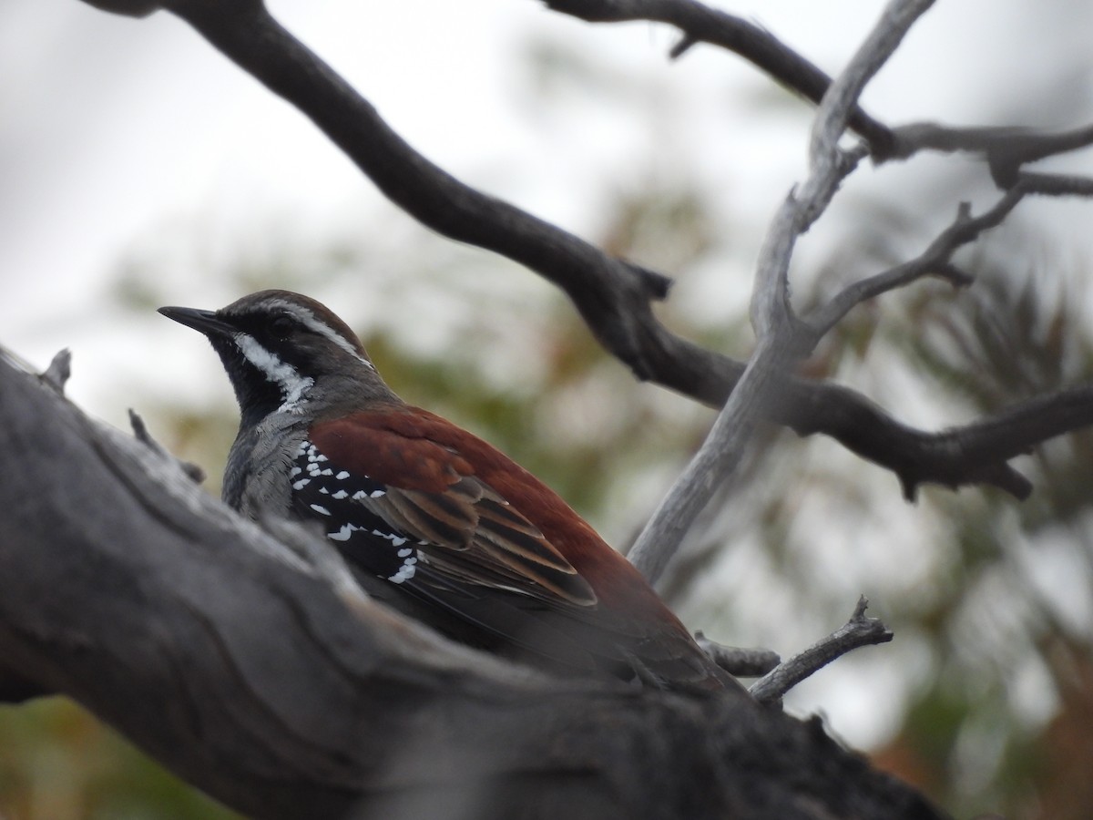 Copperback Quail-thrush - ML620597274