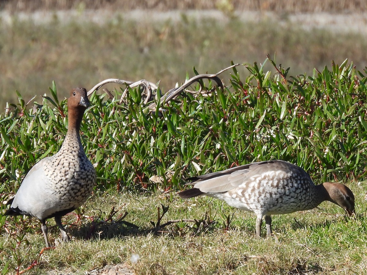 Maned Duck - ML620597276