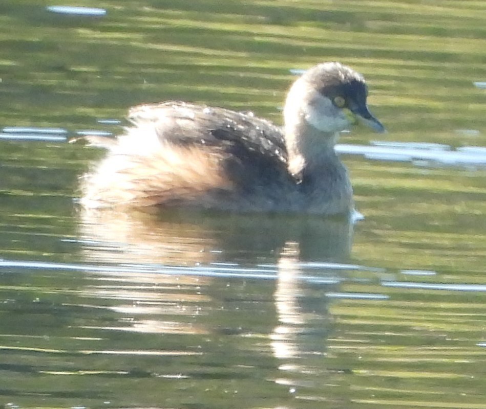 Australasian Grebe - ML620597282