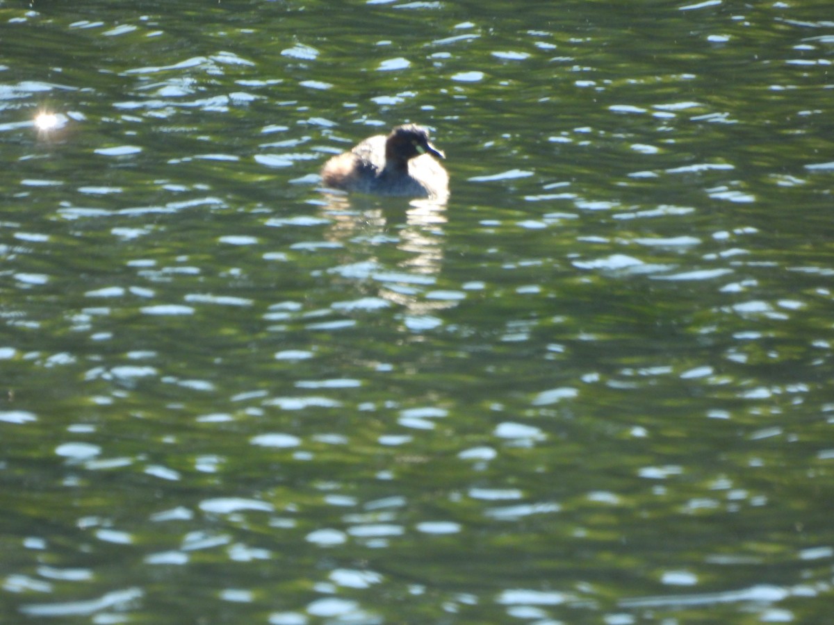 Australasian Grebe - ML620597283