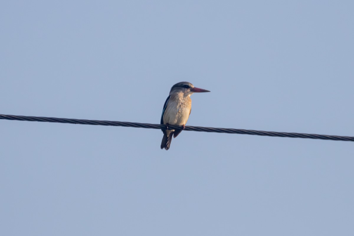 Brown-hooded Kingfisher - ML620597285