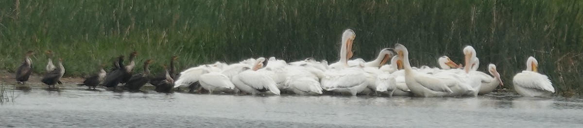 American White Pelican - ML620597286