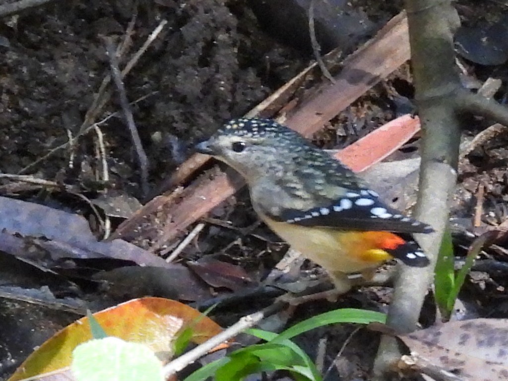 Spotted Pardalote - ML620597288
