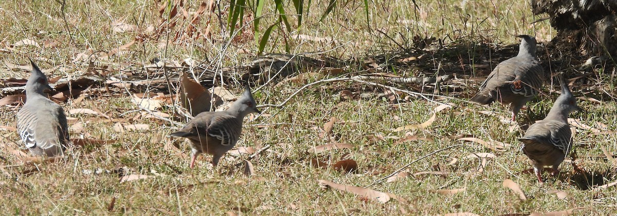 Crested Pigeon - ML620597290