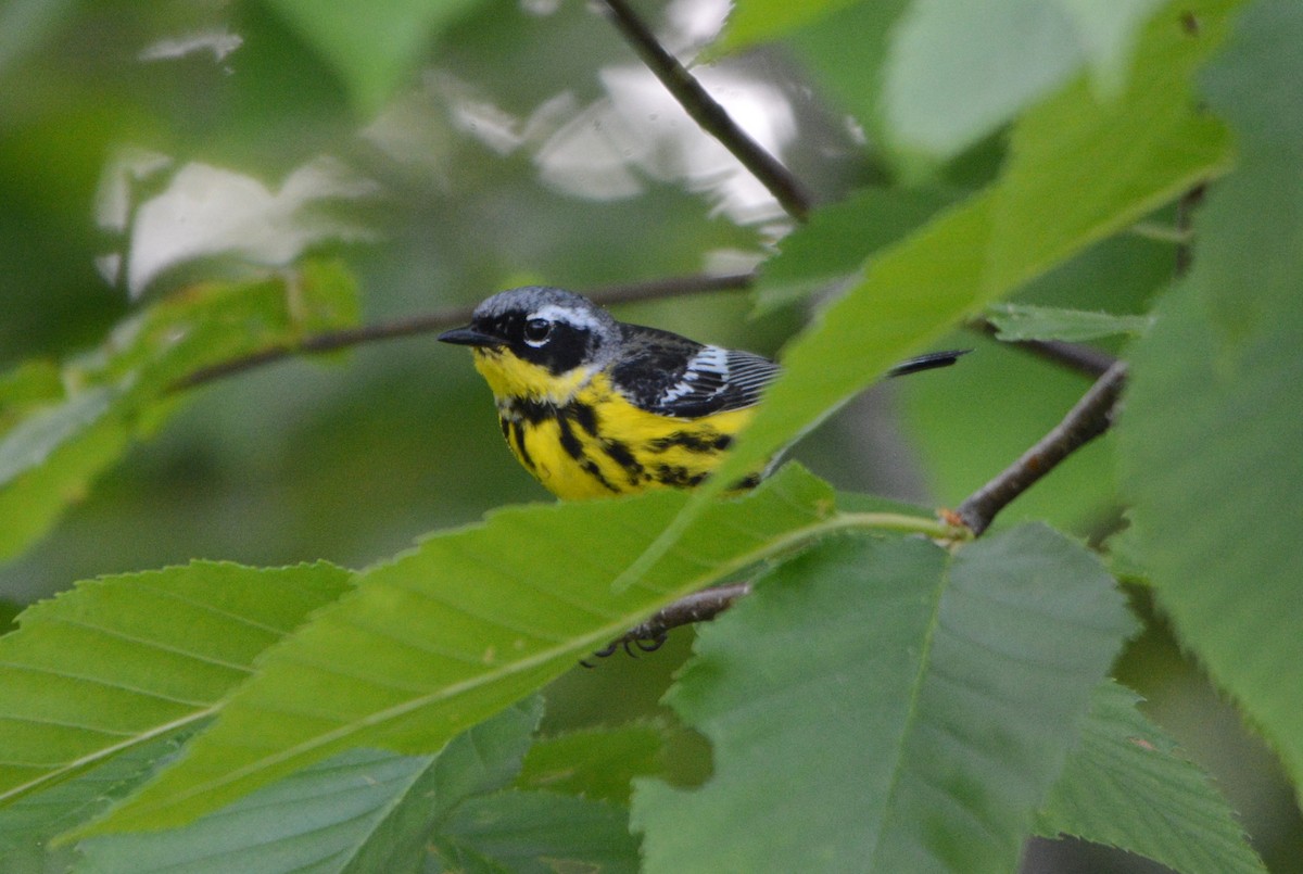 Magnolia Warbler - ML620597291