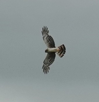 Northern Harrier - ML620597292