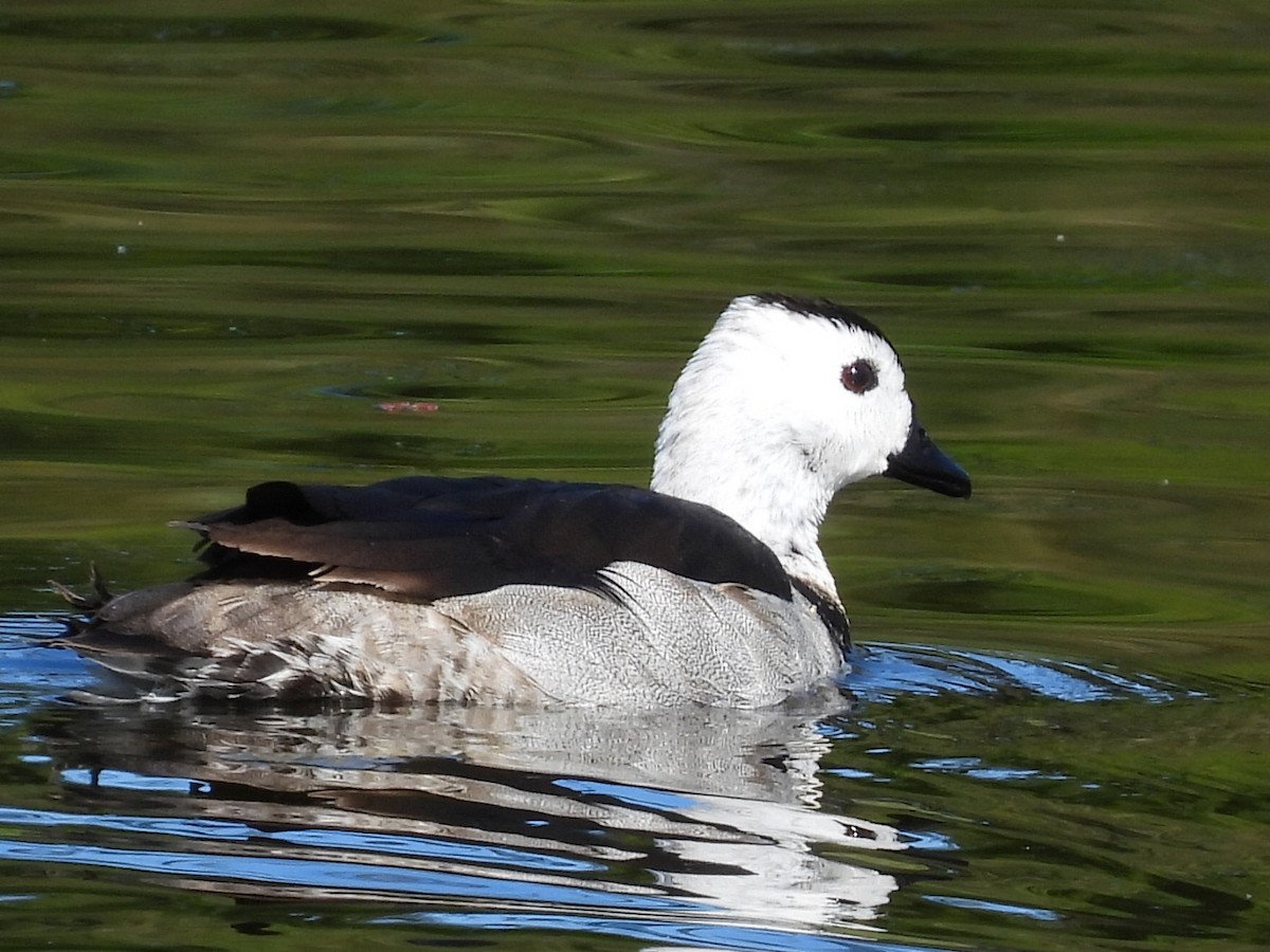 Cotton Pygmy-Goose - ML620597295