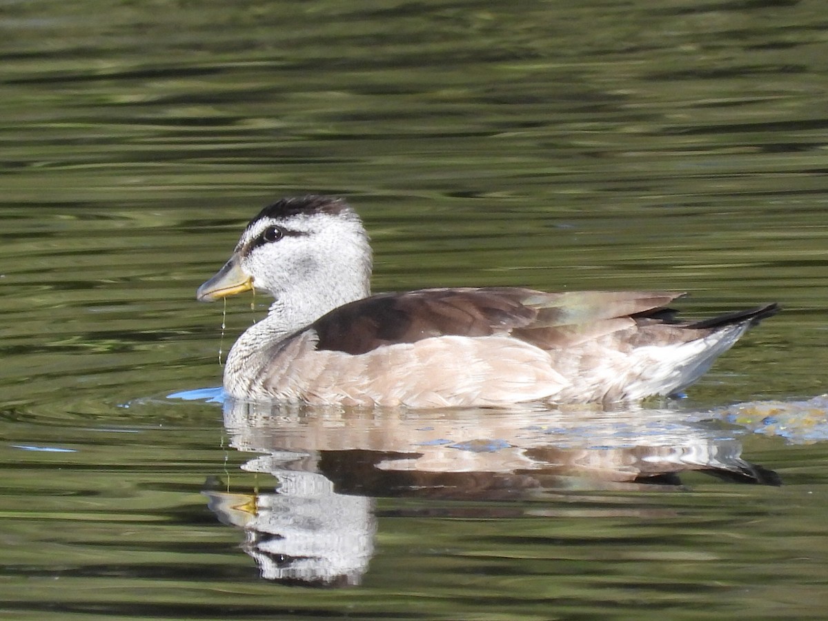 Cotton Pygmy-Goose - ML620597296