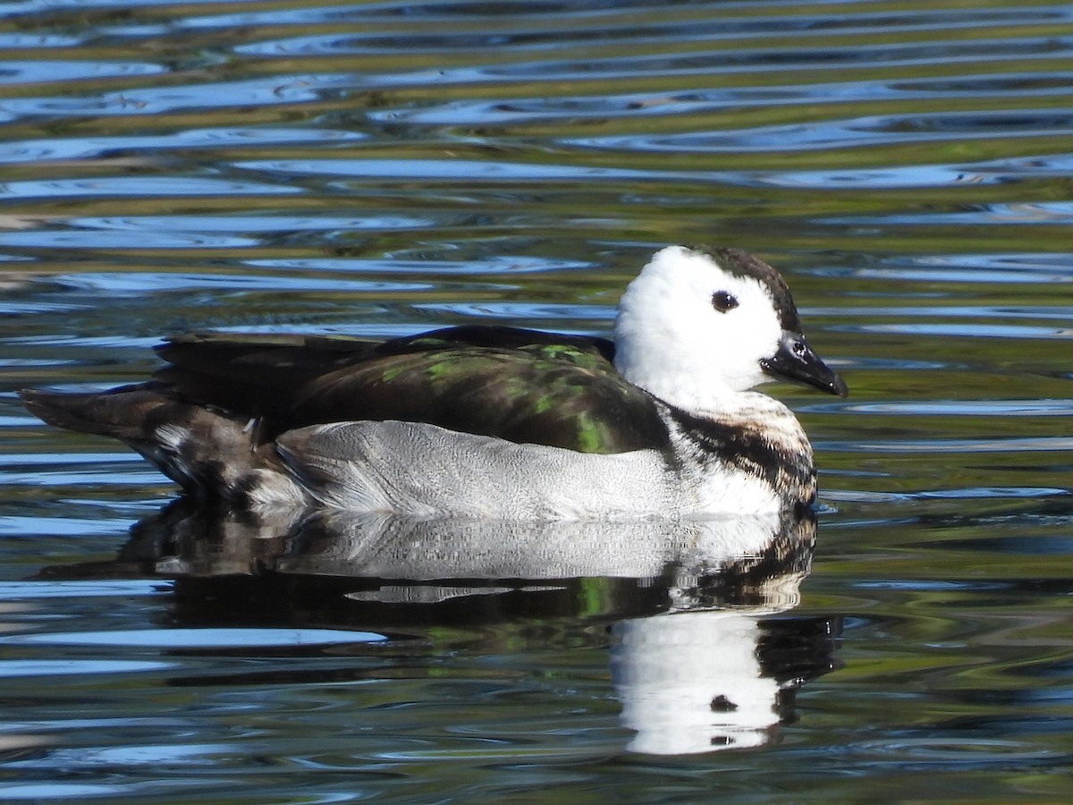 Cotton Pygmy-Goose - ML620597297