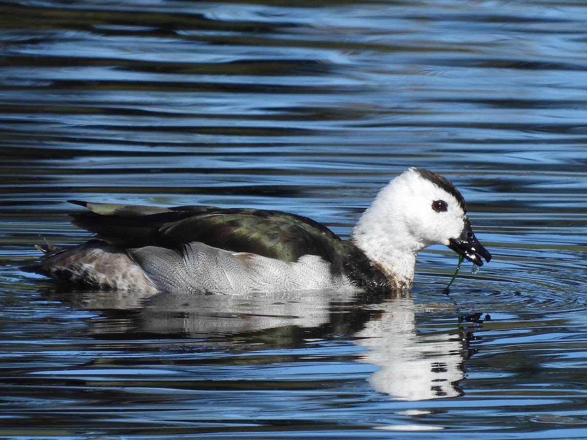 Cotton Pygmy-Goose - ML620597298