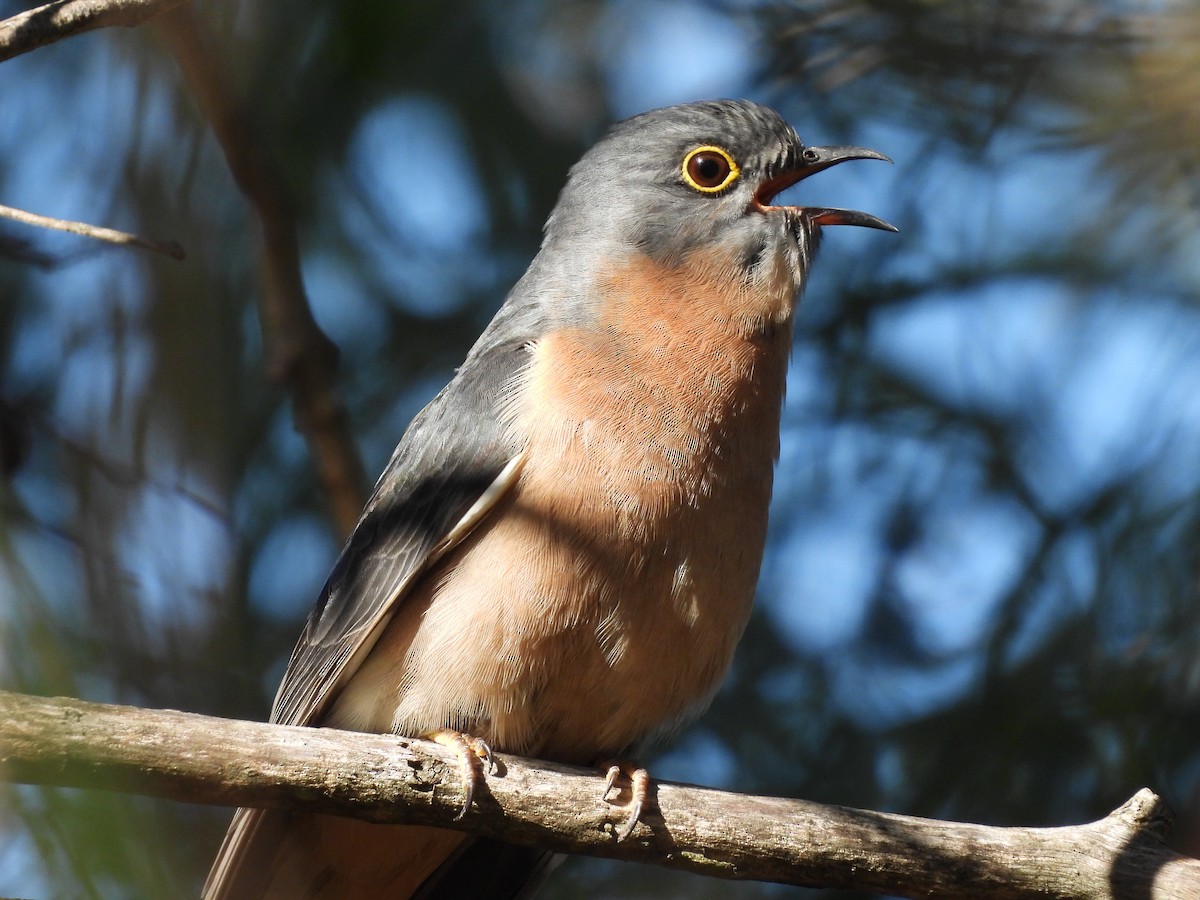 Fan-tailed Cuckoo - Chanith Wijeratne