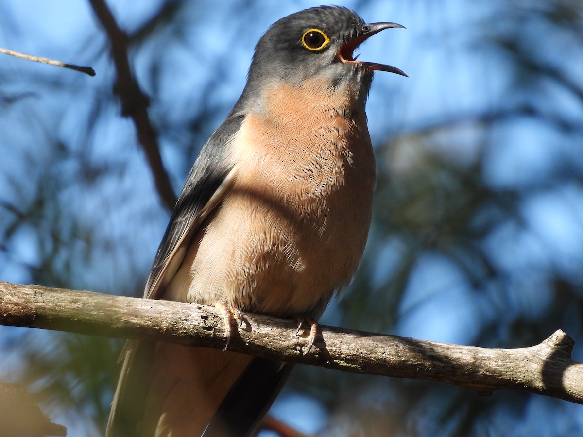 Fan-tailed Cuckoo - ML620597300