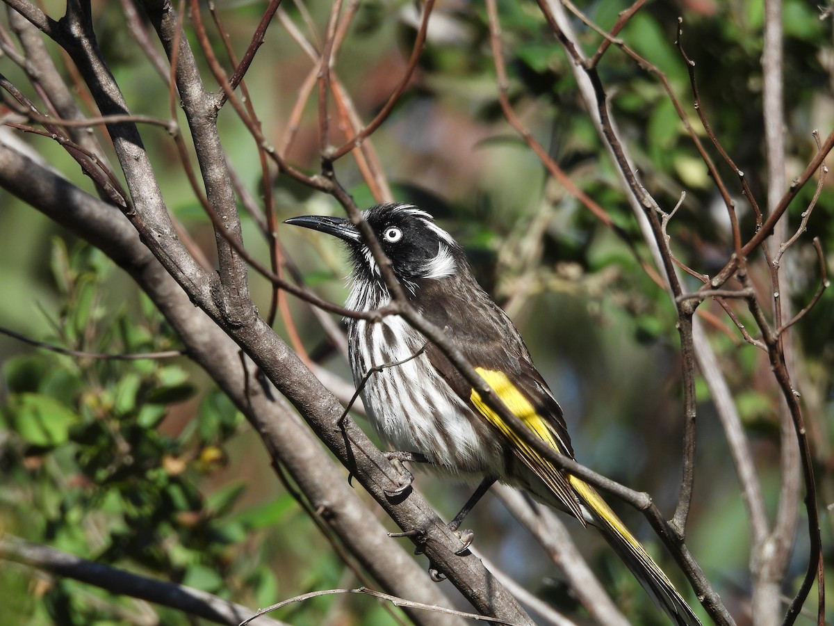 New Holland Honeyeater - ML620597303