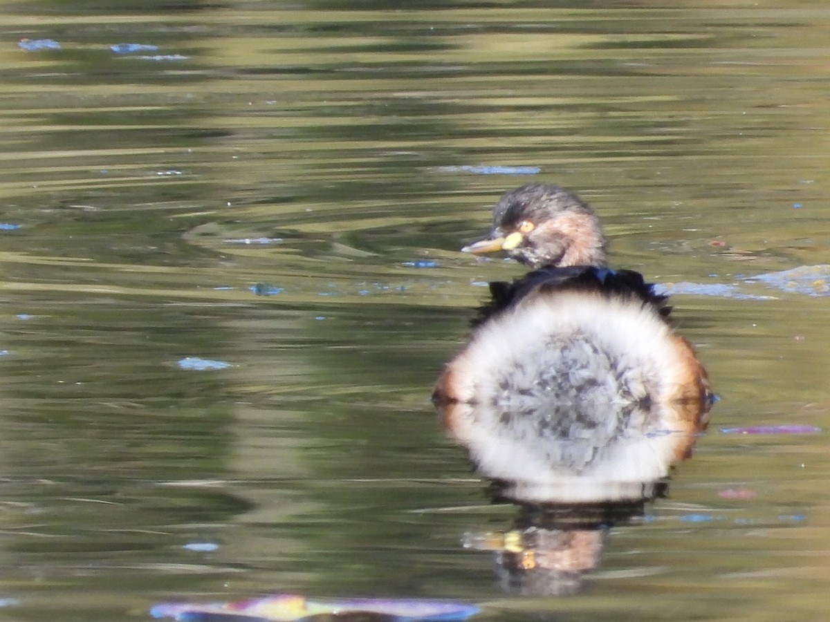 Australasian Grebe - ML620597313