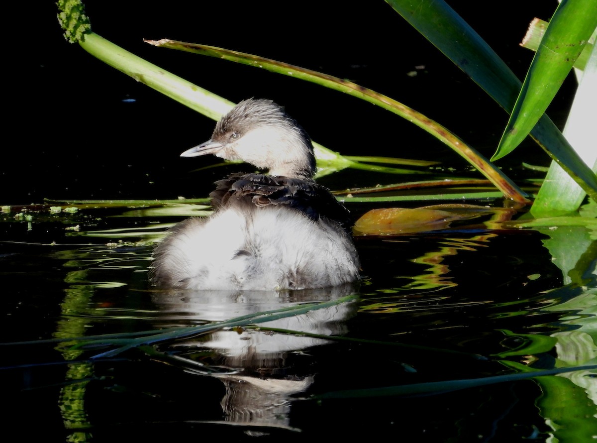 Hoary-headed Grebe - ML620597314